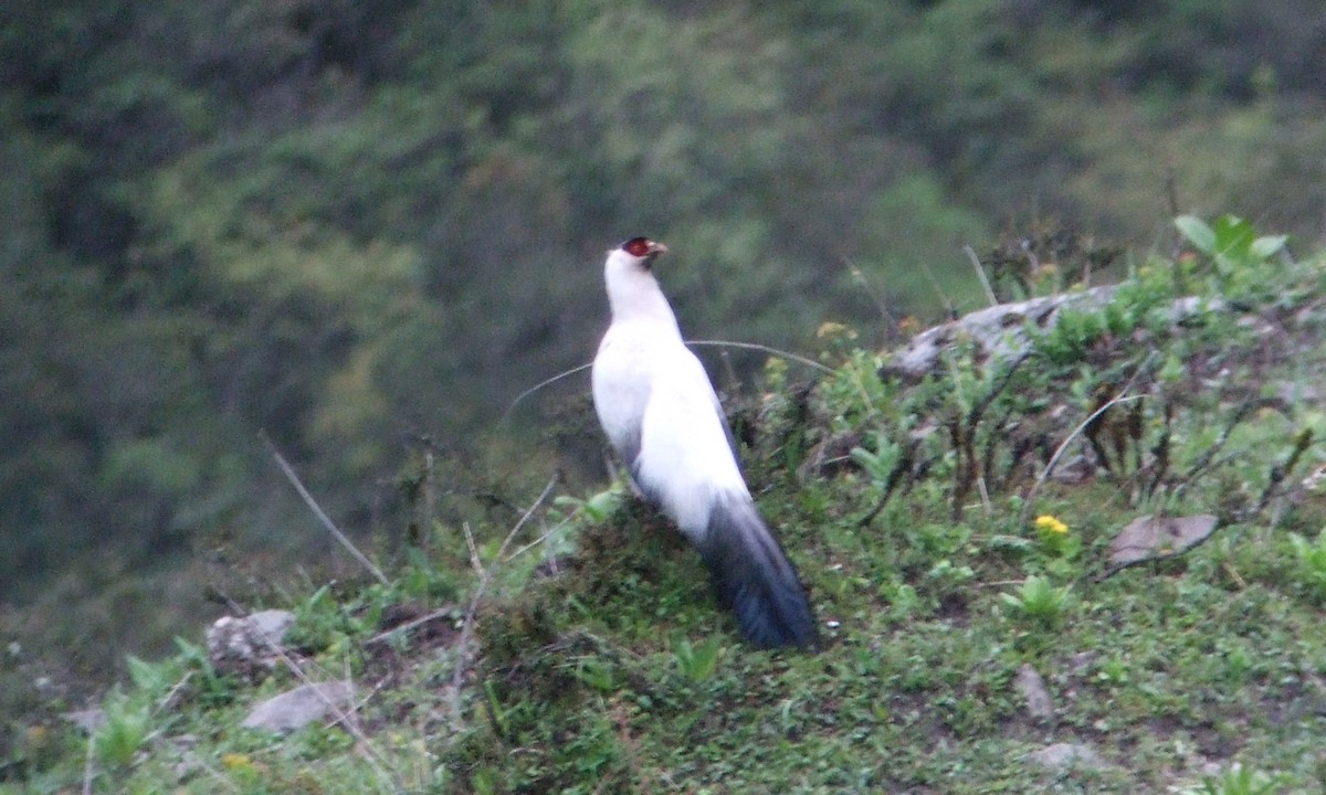 Белый ушастый фазан - ML221697671