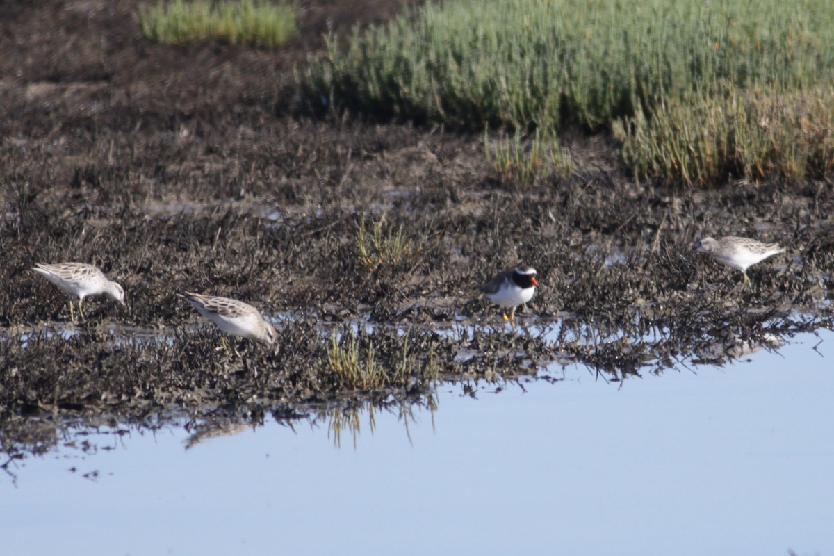 Shore Plover - Oscar Campbell