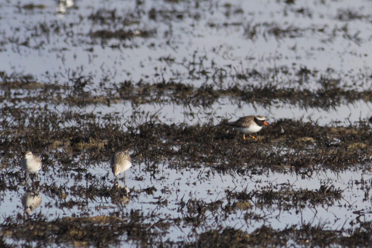 Shore Plover - ML221697921