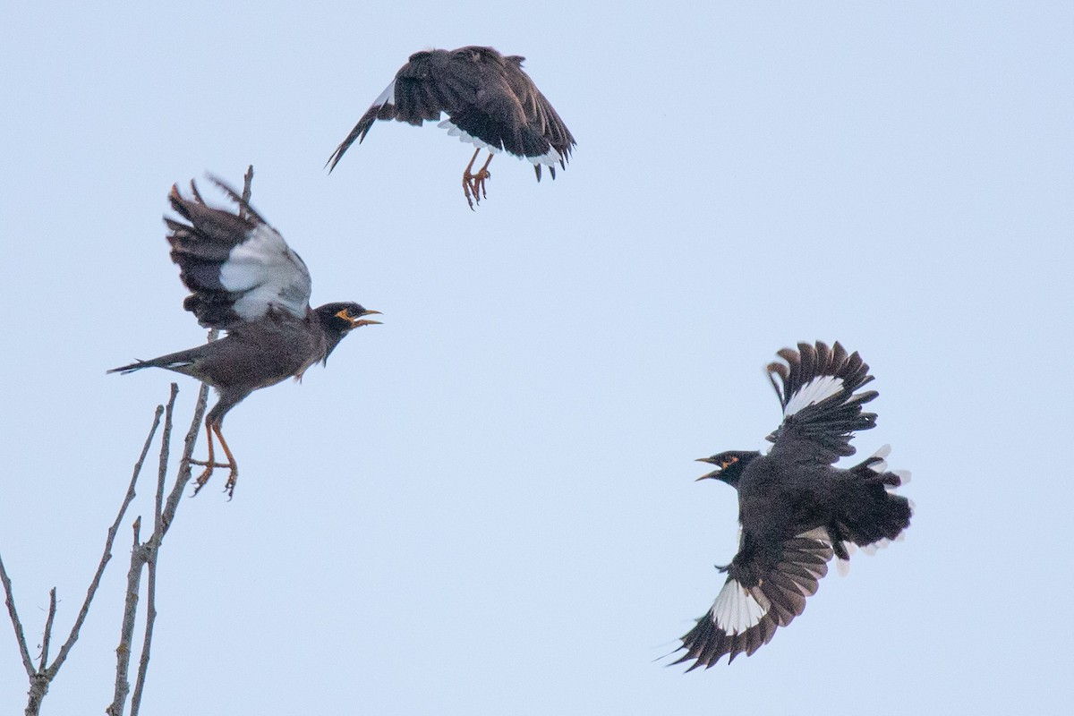 Common Myna - Aaron Skelton