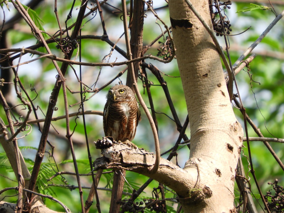 Asian Barred Owlet - ML221698701