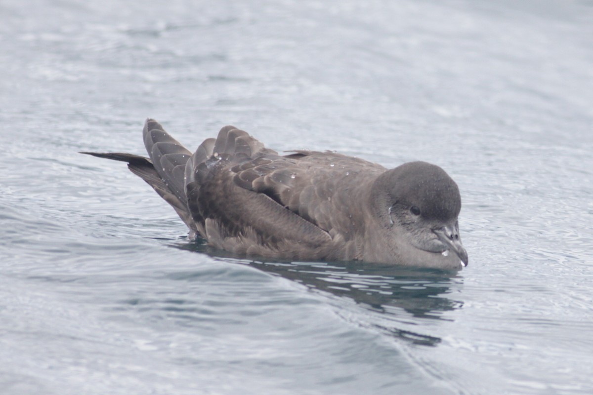 Short-tailed Shearwater - Oscar Campbell