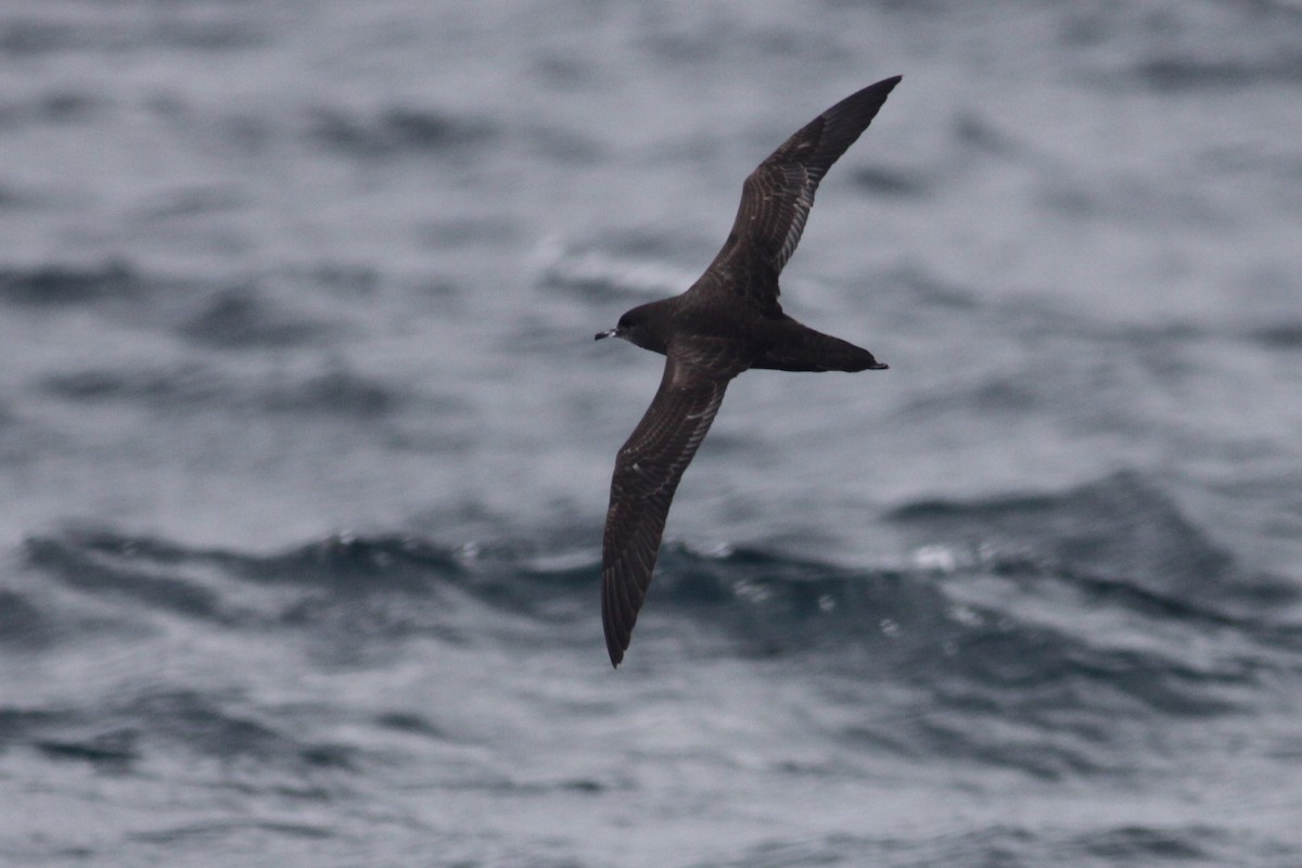 Short-tailed Shearwater - Oscar Campbell