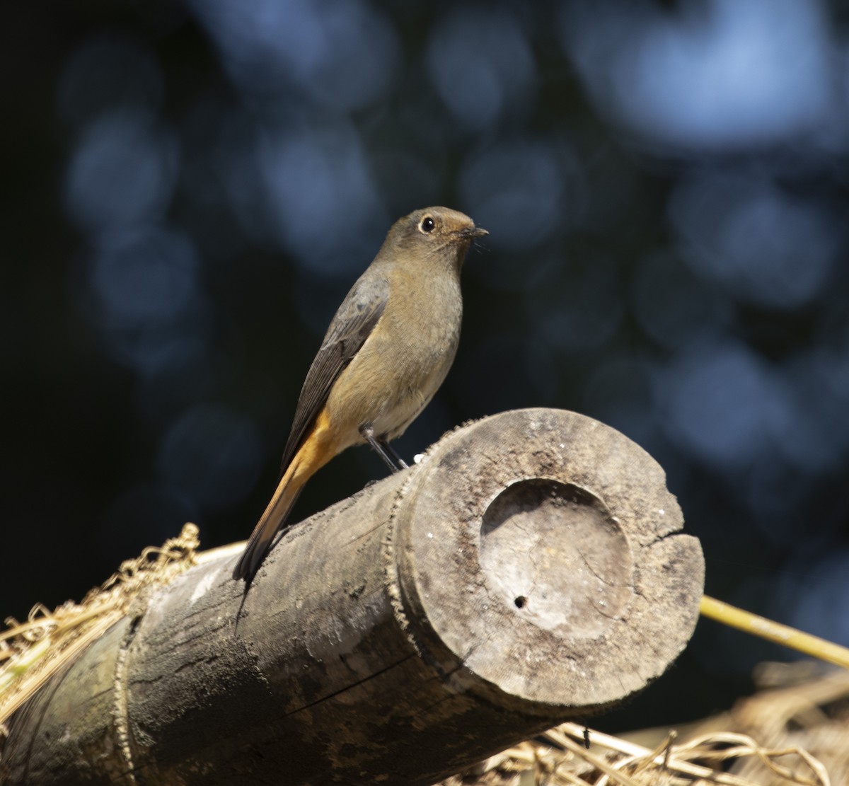 Black Redstart - ML221700441