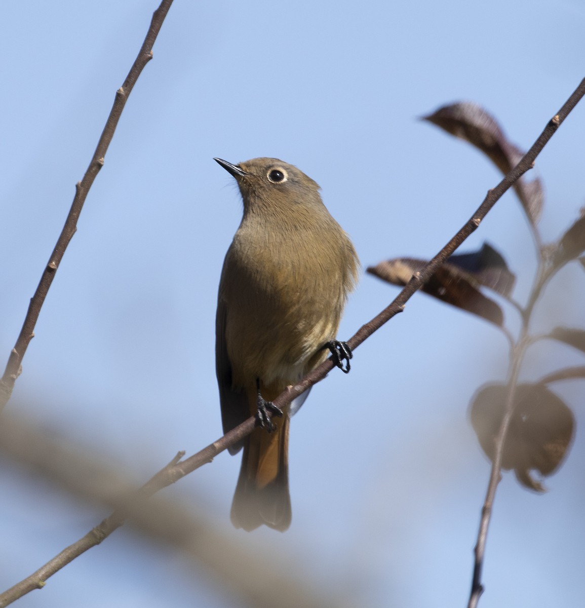 Black Redstart - ML221700461