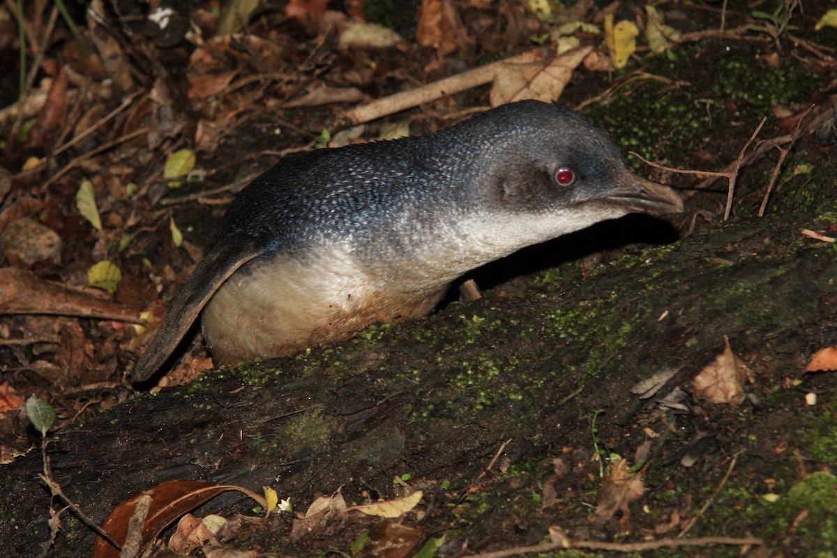 コビトペンギン - ML221700491