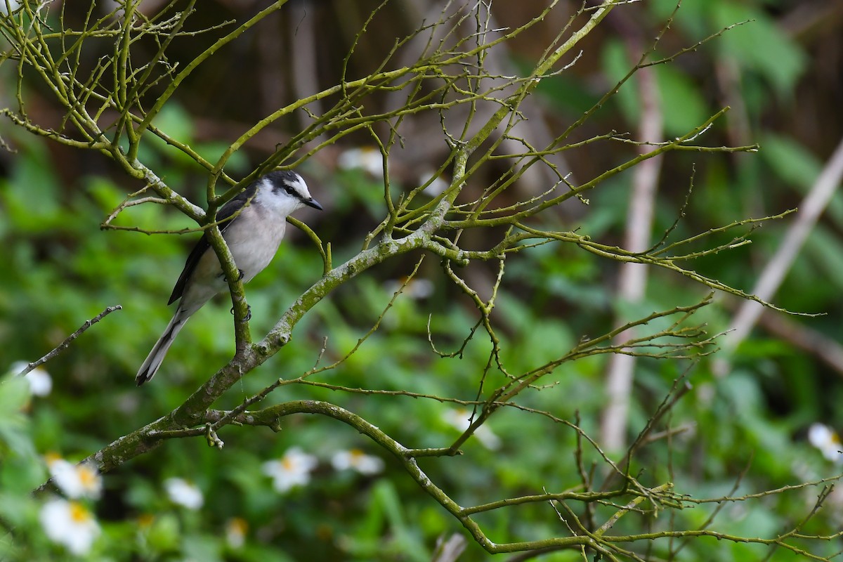 Brown-rumped Minivet - ML221701471