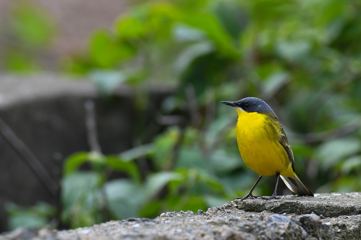 Eastern Yellow Wagtail (Manchurian) - Cheng-Ru Tsai