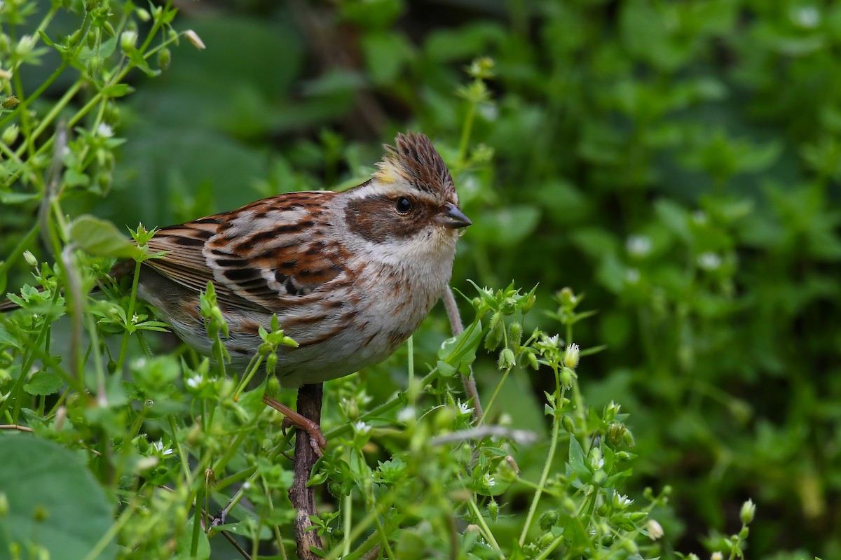 Yellow-throated Bunting - ML221701811