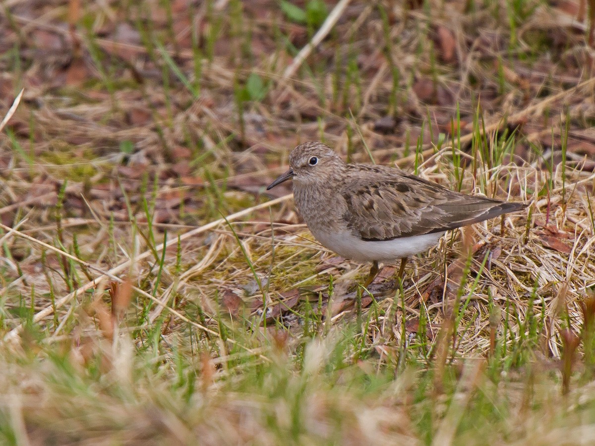 Temminck's Stint - ML221703251