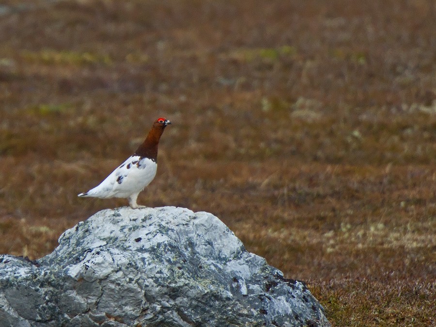 Willow Ptarmigan (Willow) - ML221703271