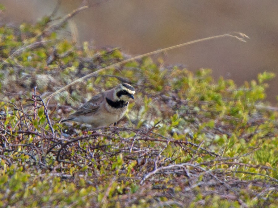 skřivan ouškatý (ssp. flava) - ML221703361