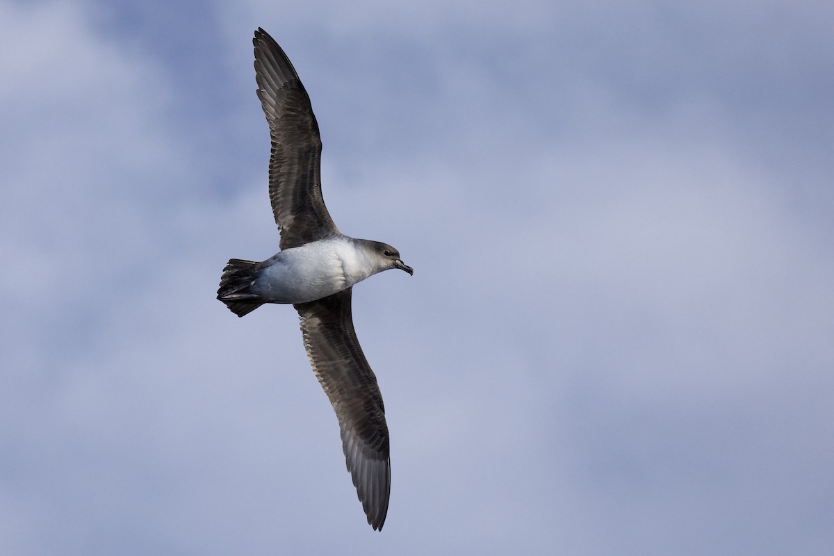 Gray Petrel - Anonymous