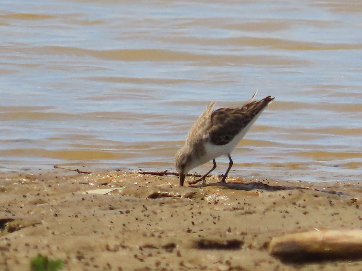 Little Stint - ML221704231