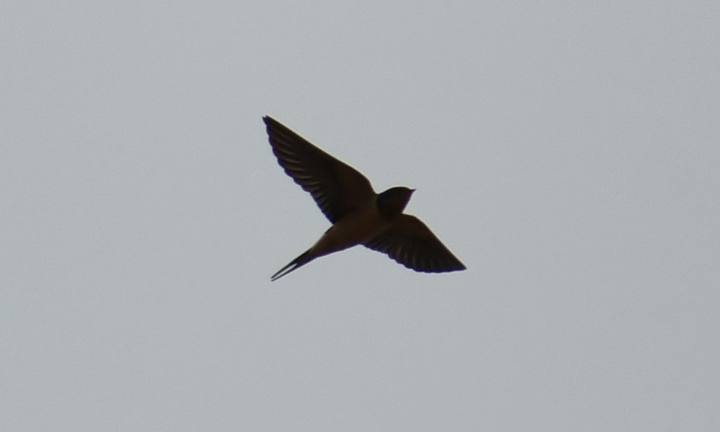 Barn Swallow - ML221704351