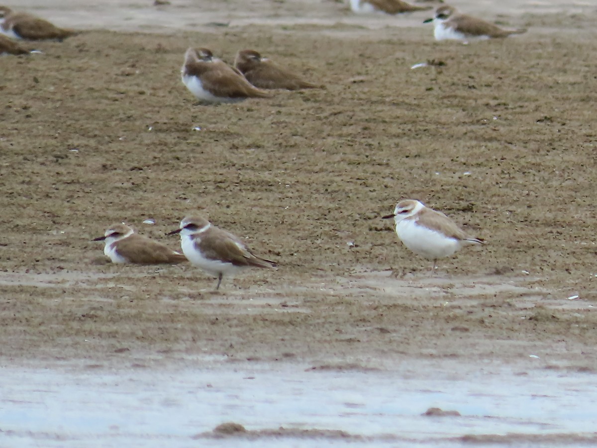 White-faced Plover - ong woei
