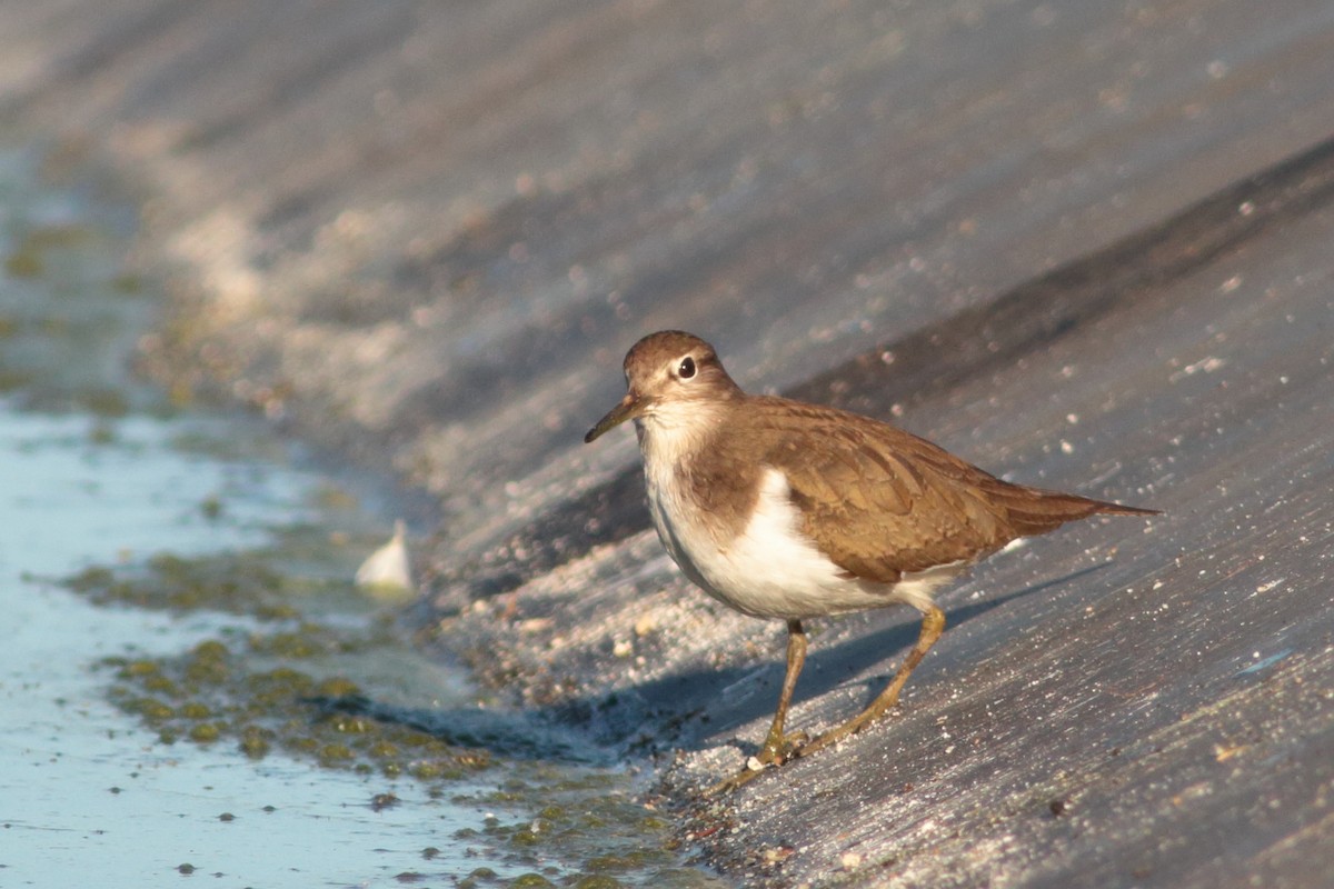 Common Sandpiper - Alexandre Hespanhol Leitão