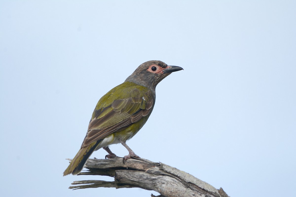 Australasian Figbird - Paul Jensen