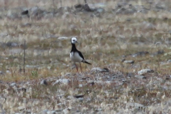 Pied x Black Stilt (hybrid) - ML221709381