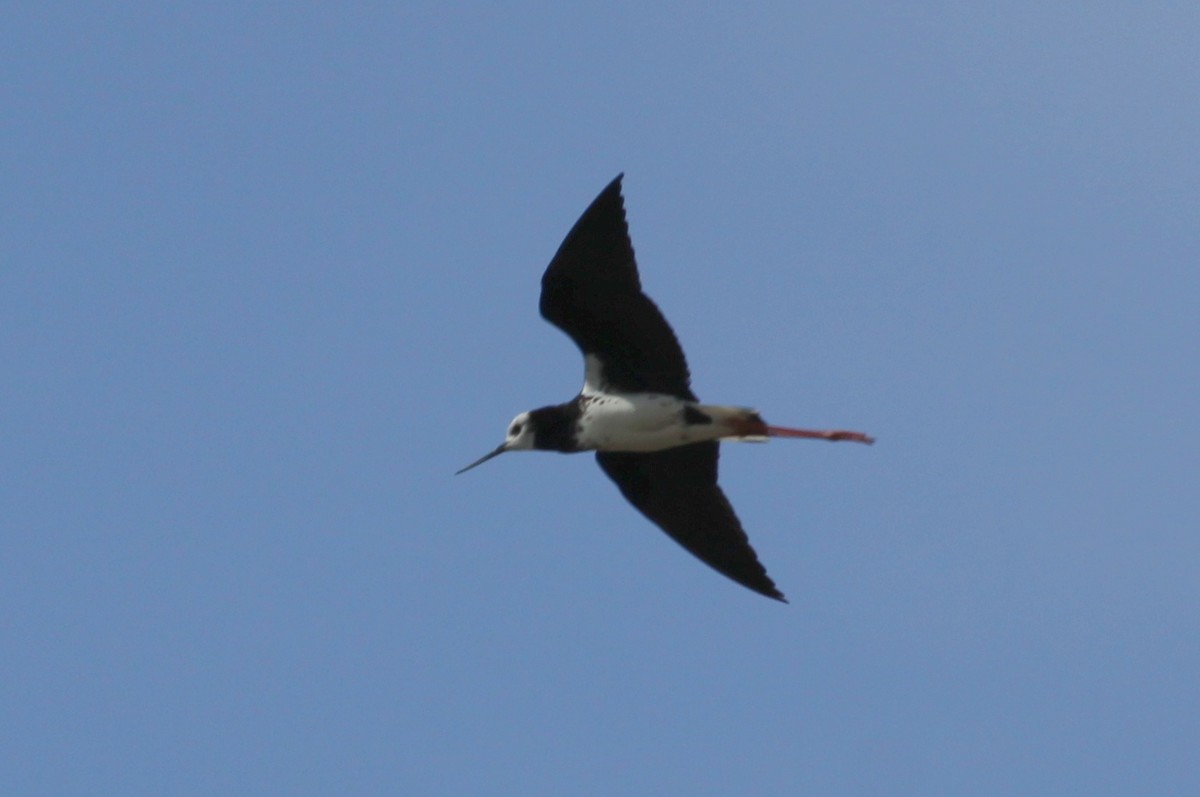 Pied x Black Stilt (hybrid) - ML221709391