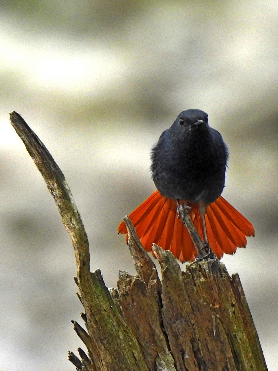 Plumbeous Redstart - ML221710081