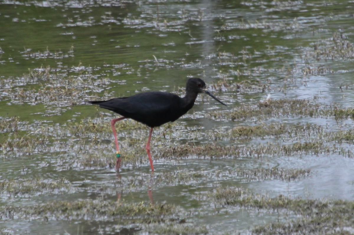 Black Stilt - ML221711101