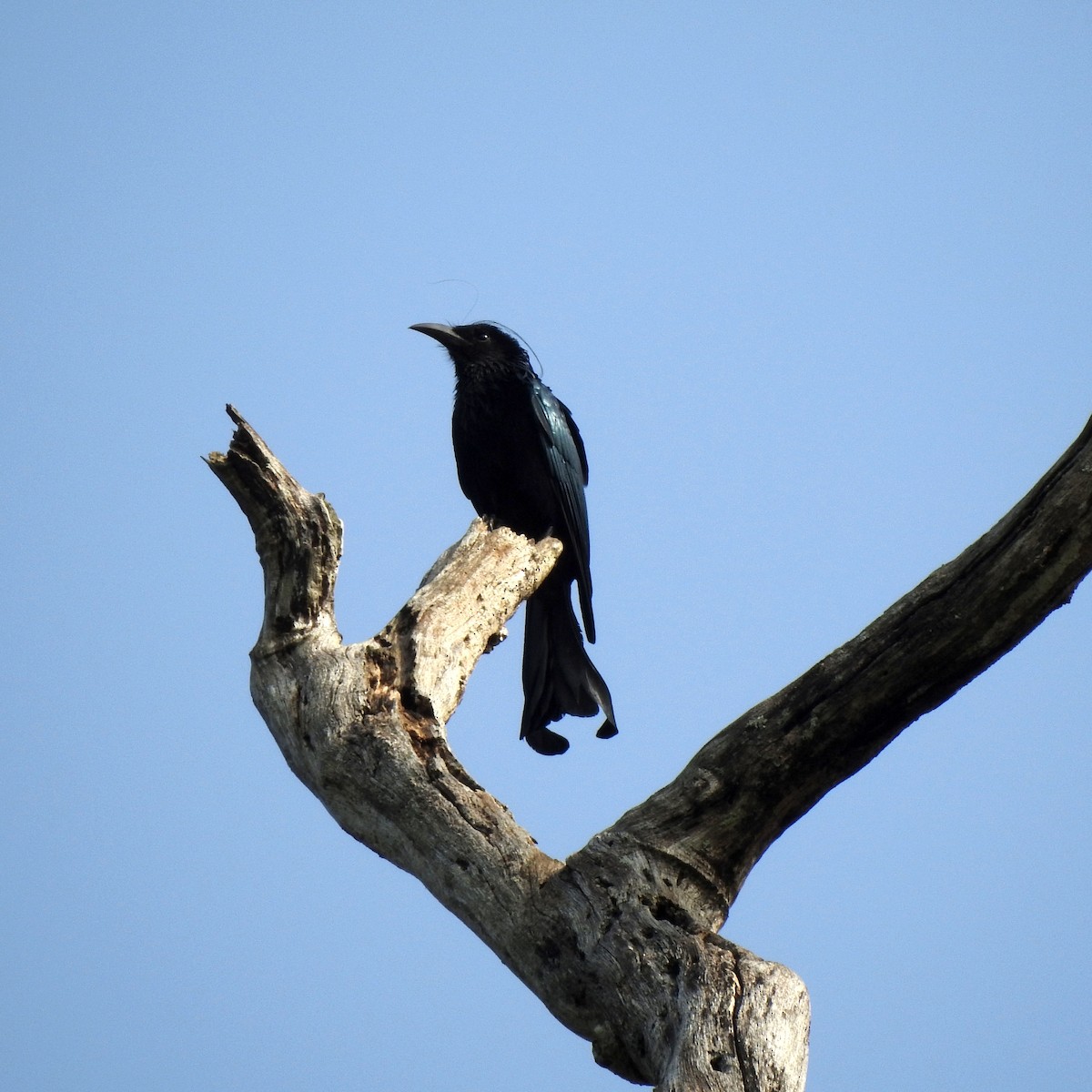 Drongo Crestudo - ML221711471