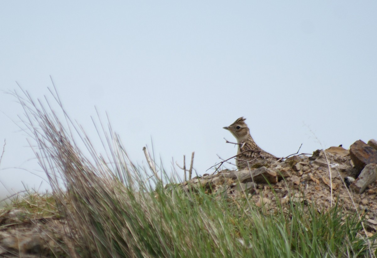 Eurasian Skylark (European) - ML221712861