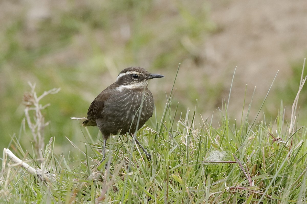 Dark-bellied Cinclodes - ML221713871