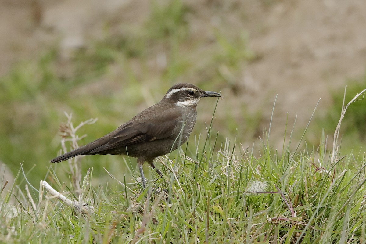 Dark-bellied Cinclodes - ML221713881