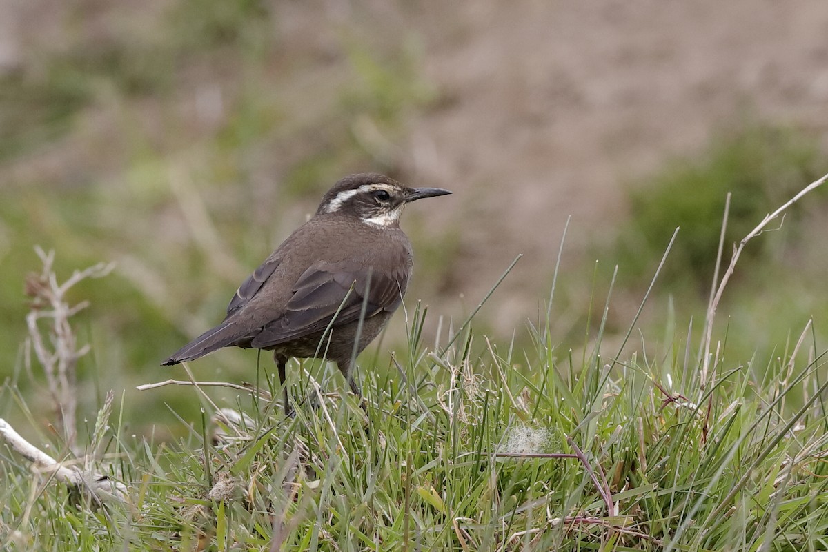 Remolinera Araucana - ML221713891