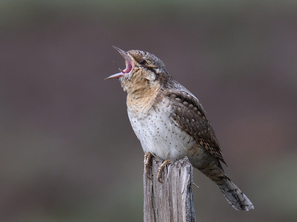 Eurasian Wryneck - ML221713951