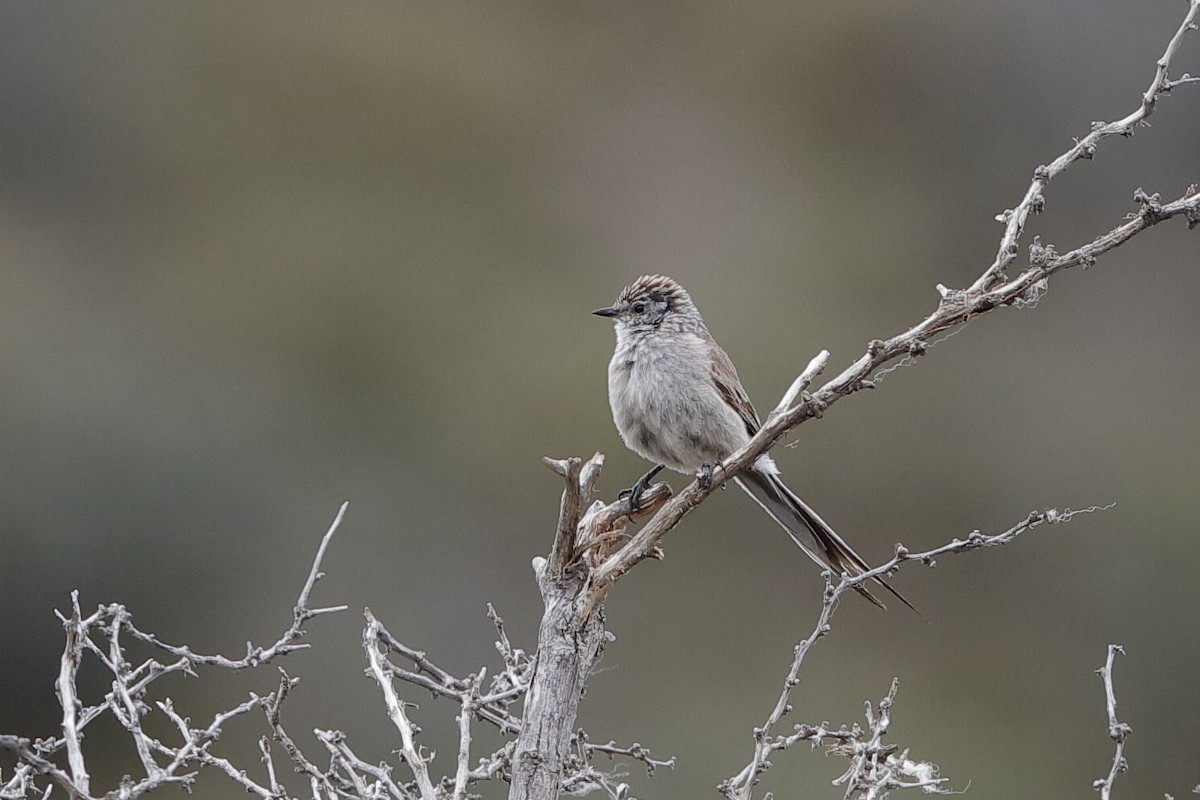 Plain-mantled Tit-Spinetail - ML221714011