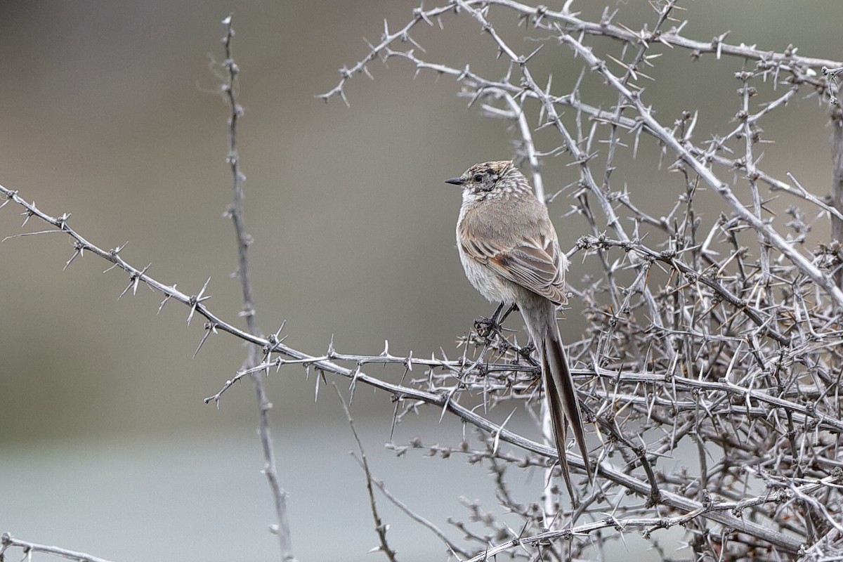 Plain-mantled Tit-Spinetail - ML221714021