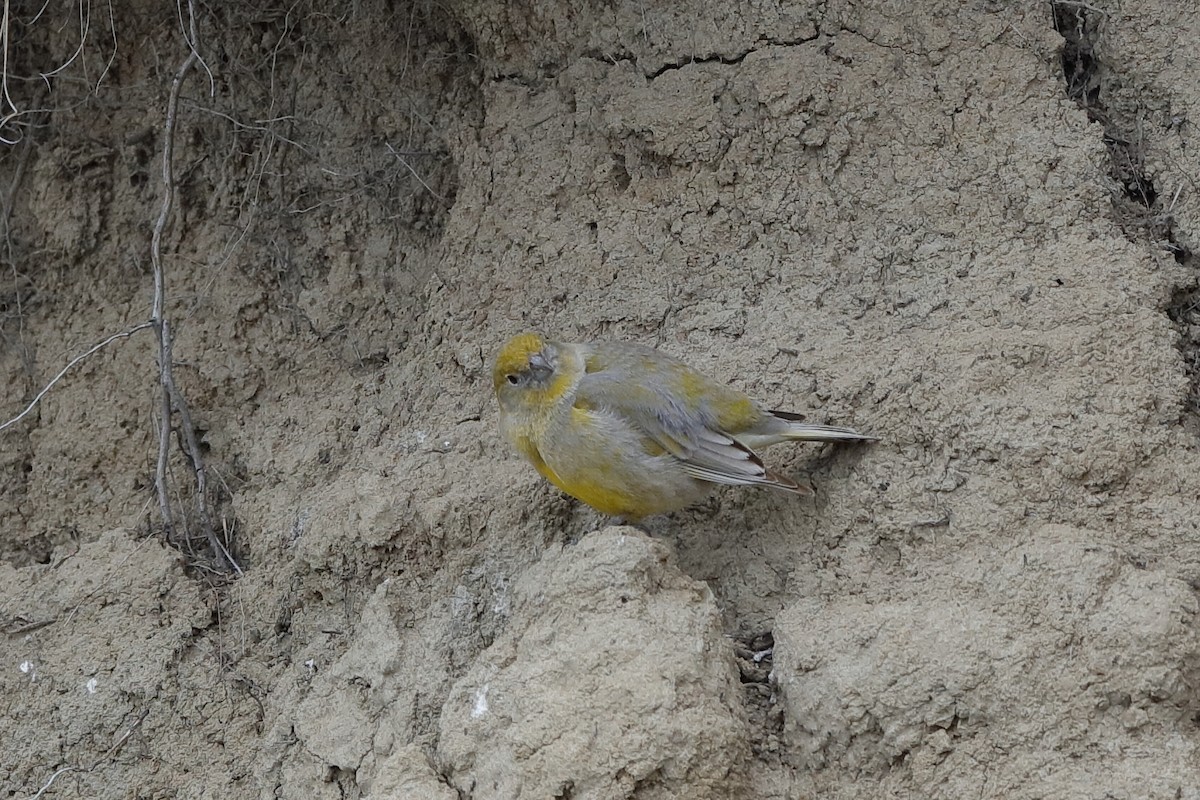 Patagonian Yellow-Finch - ML221714071