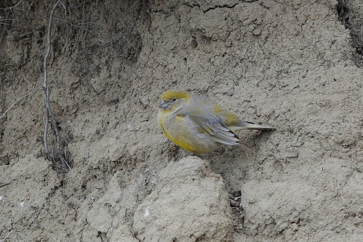 Patagonian Yellow-Finch - Holger Teichmann