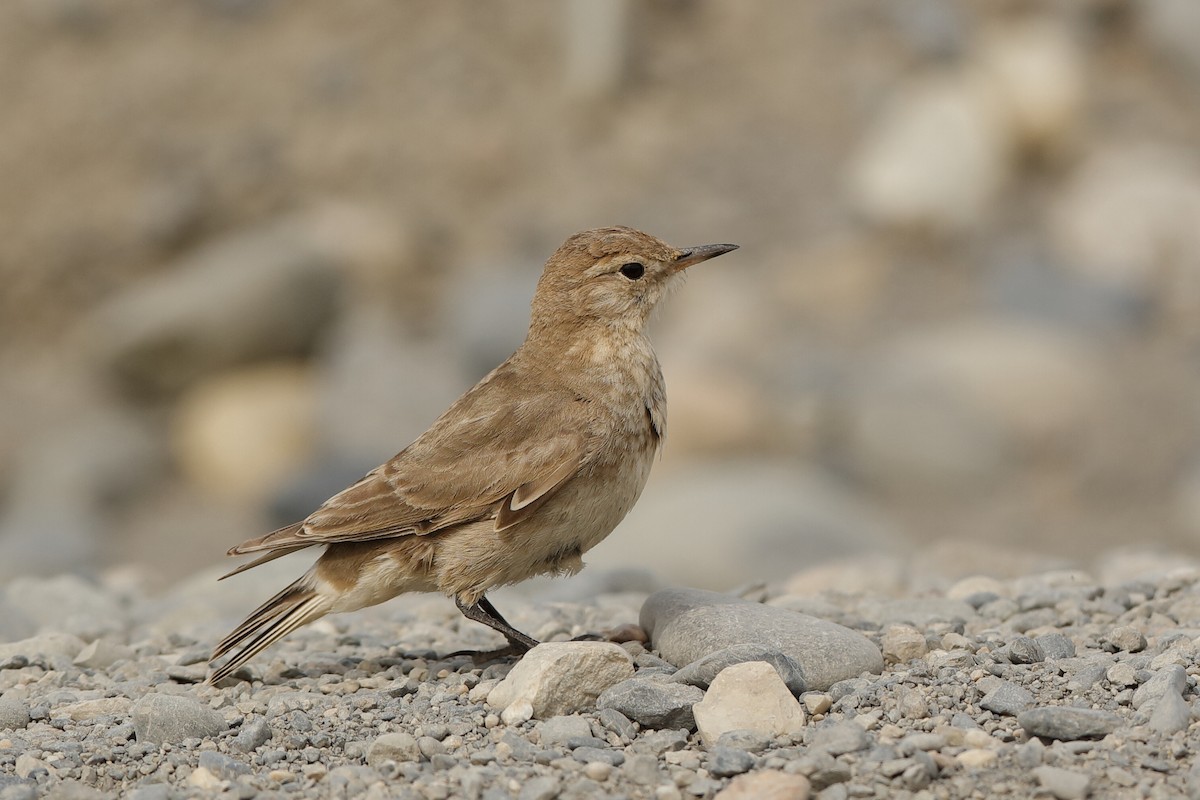 Short-billed Miner - ML221714871