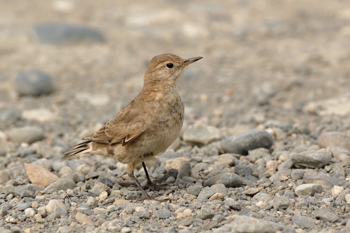 Short-billed Miner - ML221714891