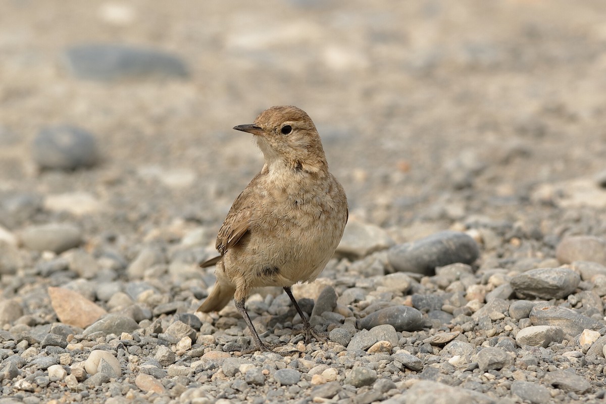 Short-billed Miner - ML221714901