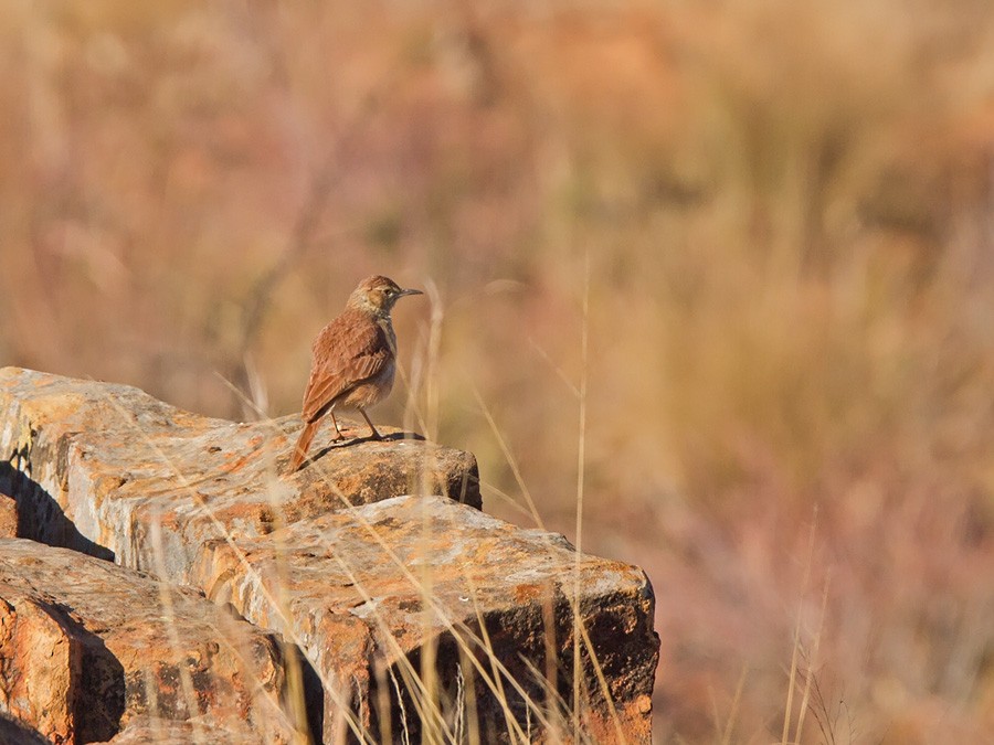 Transvaal Toygarı - ML221715531