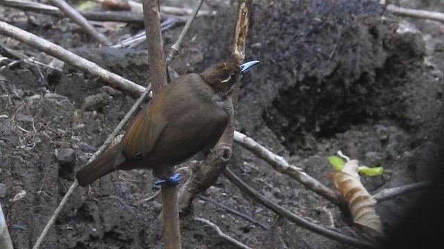 Magnificent Bird-of-Paradise - ML221715781