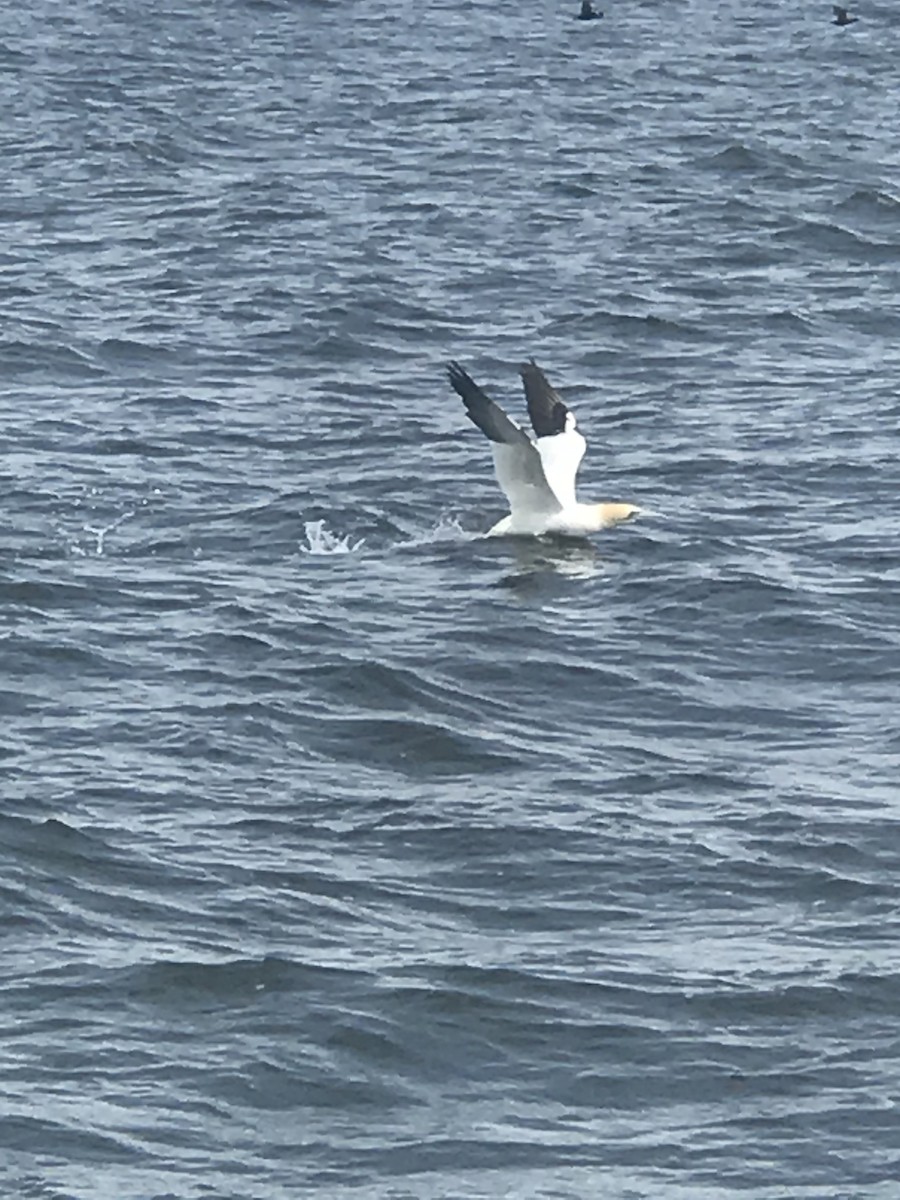 Northern Gannet - ML221716711