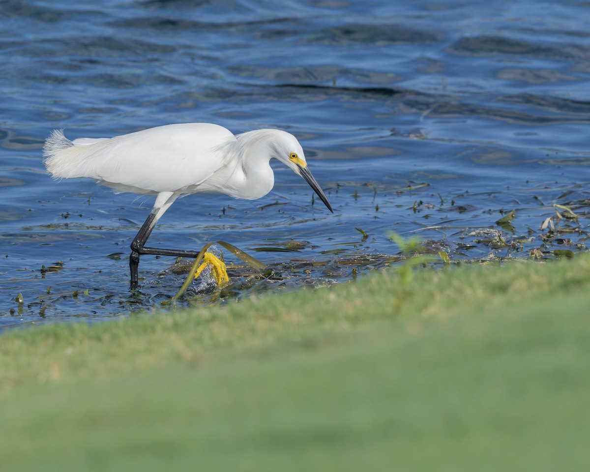 white egret sp. - ML221718491