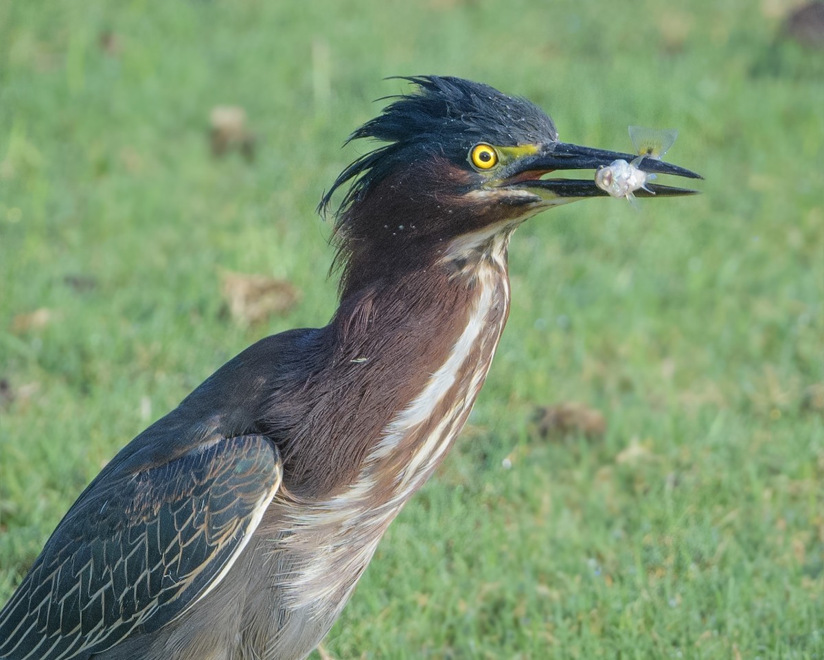 Green Heron - ML221718561