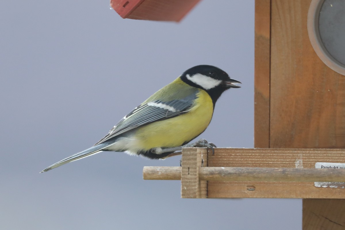 Great Tit - Leonardo Rassu