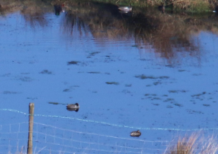 Green-winged Teal (Eurasian) - ML221718971