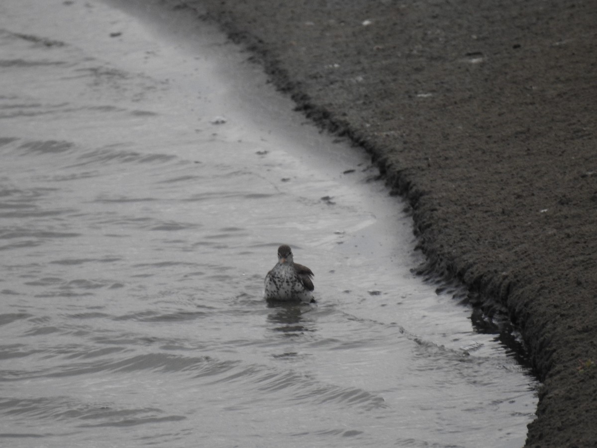 Spotted Sandpiper - Fernando Angulo - CORBIDI