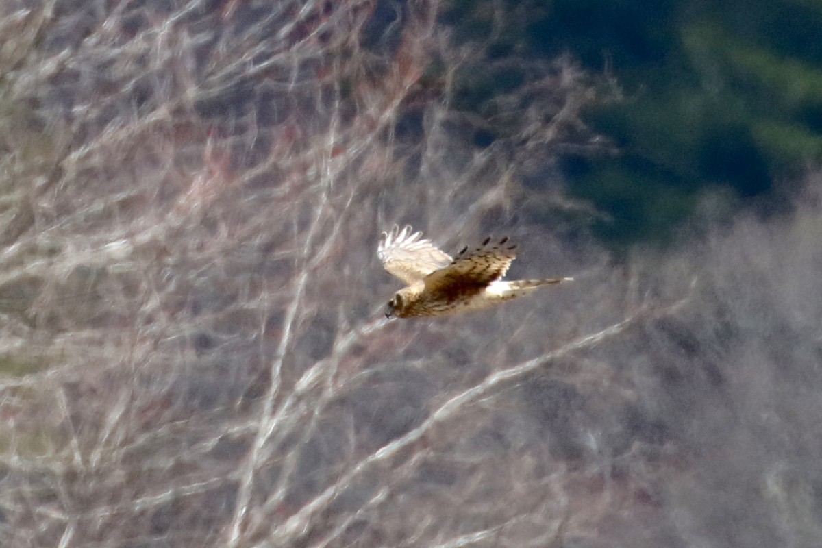 Northern Harrier - ML221720531