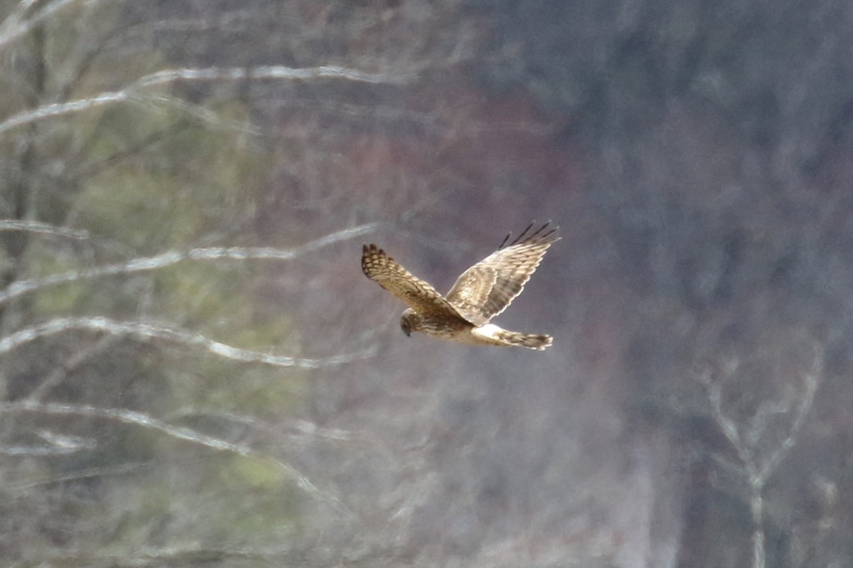 Northern Harrier - ML221720561