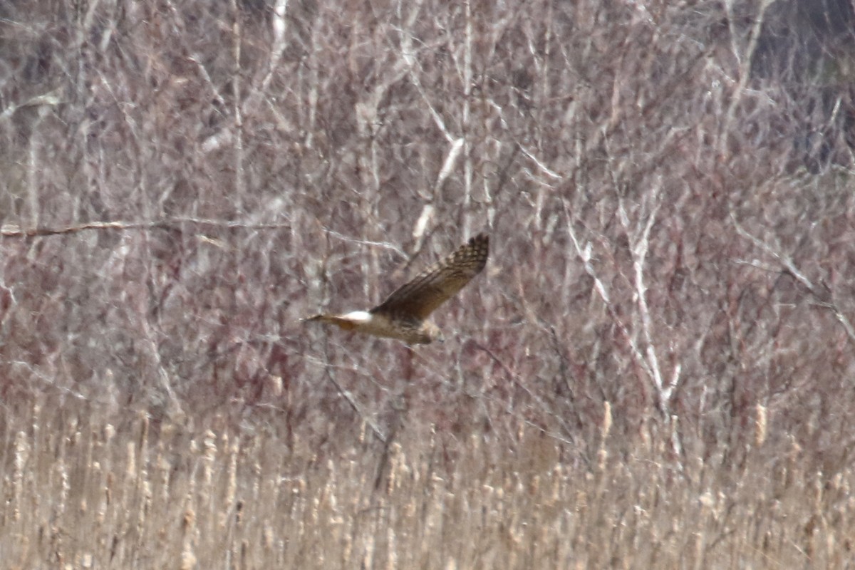 Northern Harrier - ML221720581